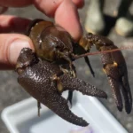 Northumberland Zoo Releases Endangered White-clawed Crayfish into Protected Waters, Northumberland 2026
