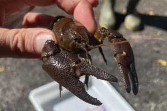 Northumberland Zoo Releases Endangered White-clawed Crayfish into Protected Waters, Northumberland 2026