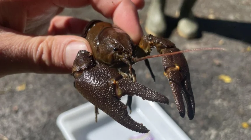 Northumberland Zoo Releases Endangered White-clawed Crayfish into Protected Waters, Northumberland 2026