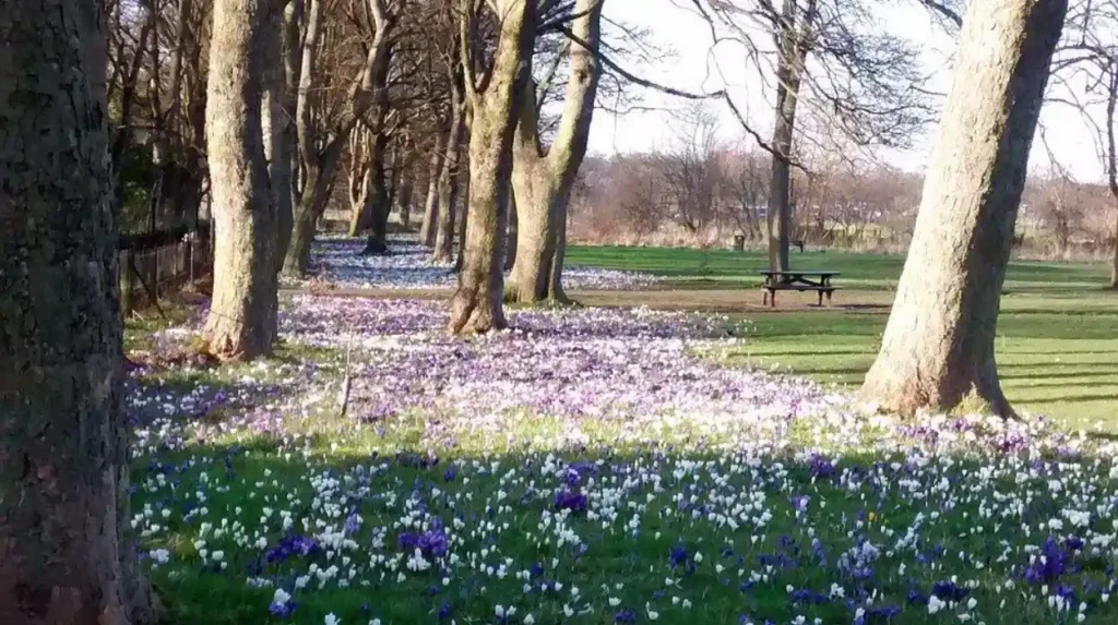 Why Is Nuns Moor Park Important to Arthur’s Hill?